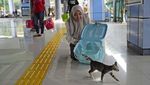 Cegah Overpopulasi, Kucing Liar di Jakarta Disterilisasi Massal