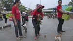 Cegah Overpopulasi, Kucing Liar di Jakarta Disterilisasi Massal