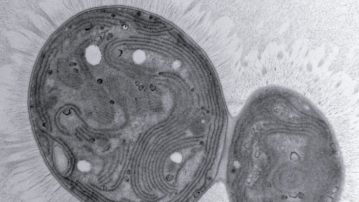 Chonkus, strain cyanobacteria mutan yang bisa menyimpan karbon