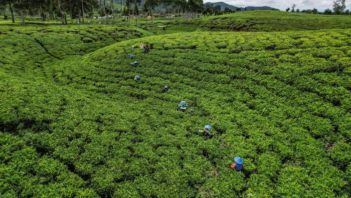 Pekerja mengumpulkan hasil panen di perkebunan teh Cibuni di Desa Sukaresmi, Kecamatan Rancabali, Kabupaten Bandung, Jawa Barat, Jumat (29/11/2024). Kementerian Pertanian melalui Ditjen Perkebunan terus mendorong peningkatan investasi subsektor perkebunan demi menuju Indonesia Emas 2045 yang meliputi subsektor perkebunan seperti kelapa sawit, karet, kakao, kopi, dan teh, yang merupakan komoditas unggulan dengan menyumbang devisa besar bagi negara serta menyerap tenaga kerja dalam jumlah signifikan. ANTARA FOTO/Raisan Al Farisi/tom.
