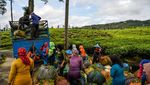 Melihat Panen Teh di Desa Sukaresmi Kabupaten Bandung