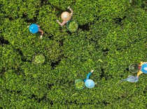 Melihat Panen Teh di Desa Sukaresmi Kabupaten Bandung