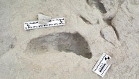 Jejak kaki ini berubah menjadi fosil yang kini ditemukan para ilmuwan di lokasi bernama Koobi Fora, yang memberikan bukti pertama bahwa kedua spesies ini - Paranthropus boisei dan Homo erectus - berbagi bentang alam yang sama, secara harfiah berpapasan. Penemuan ini menimbulkan pertanyaan menarik tentang hubungan antara kedua spesies dan persaingan untuk mendapatkan sumber daya. (Kevin G. Hatala, Chatham University via REUTERS) 