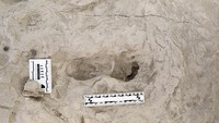 Jejak kaki fosil di Kenya utara yang diduga diciptakan oleh individu Homo erectus, terlihat dalam foto yang dirilis pada 28 November 2024. Sekitar 1,5 juta tahun yang lalu, individu dari dua spesies berbeda dalam garis keturunan evolusi manusia berjalan dengan susah payah di tepi danau berlumpur di Kenya utara, meninggalkan jejak yang bersilangan di samping jejak kaki antelop, kuda, babi hutan, bangau raksasa, dan hewan lainnya. (Kevin G. Hatala, Chatham University via REUTERS)