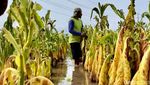 Musim Hujan Tiba, Petani Tembakau Ponorogo Terancam Merugi