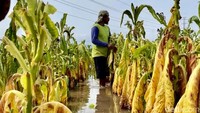 Seluruh tanaman tembakau milik Sumarto terlihat layu dan bisa dipastikan mati karena lahan sawahnya kini terendam air banjir.