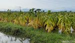 Musim Hujan Tiba, Petani Tembakau Ponorogo Terancam Merugi