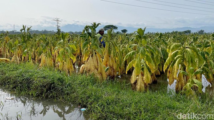 Petani Tembakau Ponorogo Memasuki musim hujan, lahan tembakau milik petani tembakau Ponorogo terancam gagal panen.