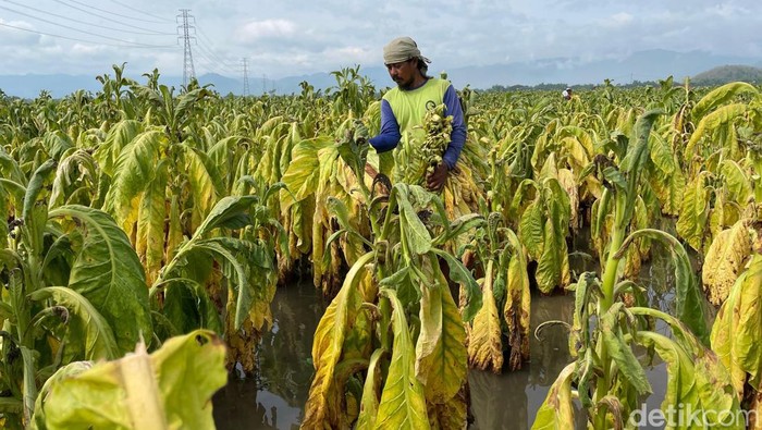 Memasuki musim hujan, lahan tembakau milik petani tembakau Ponorogo terancam gagal panen.