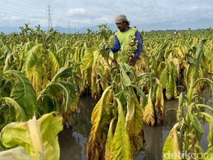 Petani Tembakau Khawatir Mata Pehariannya Hilang Akibat Aturan Ini