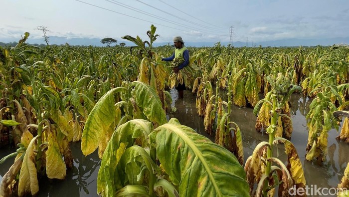 Memasuki musim hujan, lahan tembakau milik petani tembakau Ponorogo terancam gagal panen.
