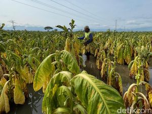 Musim Hujan Tiba, Petani Tembakau Ponorogo Terancam Merugi