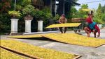 Musim Hujan Tiba, Petani Tembakau Ponorogo Terancam Merugi