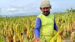 Musim Hujan Tiba, Petani Tembakau Ponorogo Terancam Merugi