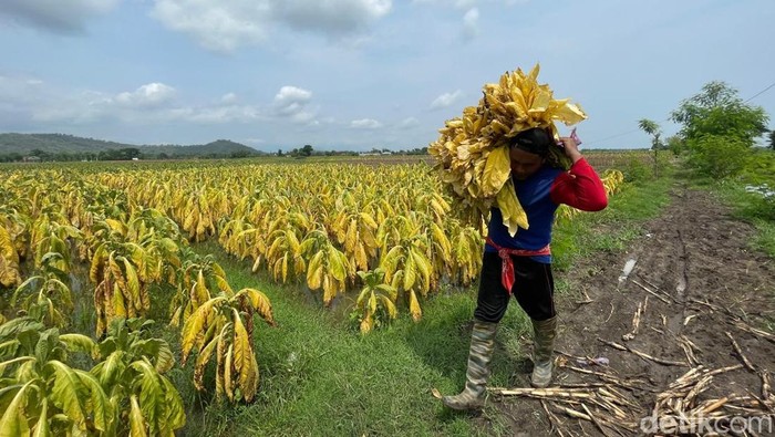 Petani Tembakau Ponorogo
