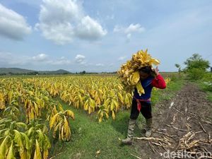 Ancaman Petani Tembakau Ponorogo Saat Musim Hujan
