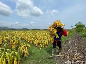 Petani Tembakau Terancam, Aturan Baru Soal Rokok Disorot