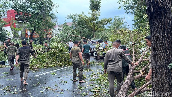 Pohon Tumbang di Jalan Dharmahusada Indah Surabaya Pohon Tumbang di Jalan Dharmahusada Indah Surabaya