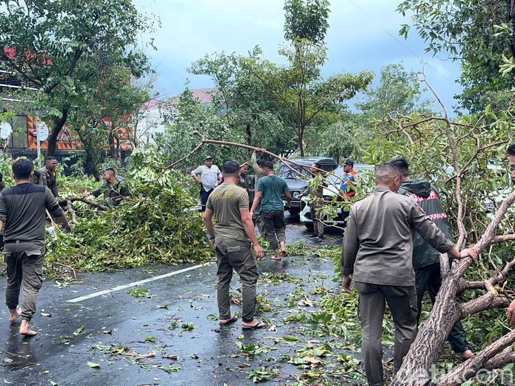Sejumlah Pohon Tumbang Diterjang  Angin Kencang di Jalan Dharmahusada Indah