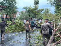 Sejumlah Pohon Tumbang Diterjang  Angin Kencang di Jalan Dharmahusada Indah