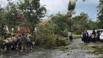 Sejumlah Pohon Tumbang Diterjang  Angin Kencang di Jalan Dharmahusada Indah