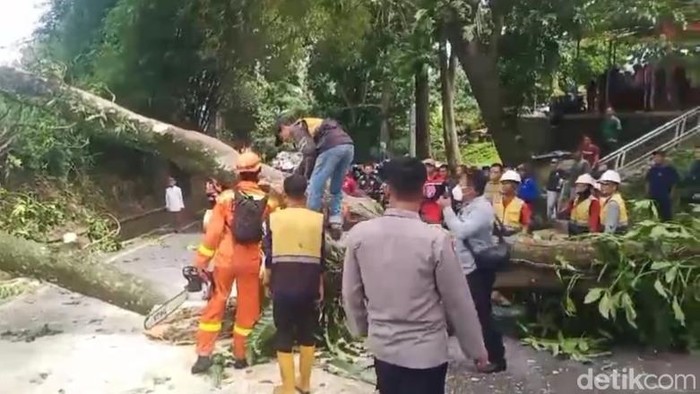 Pohon tumbang di Jalan Raya Puncak
