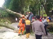 Pohon Setinggi 20 Meter Tumbang, Jalan Cianjur-Puncak Lumpuh Sementara