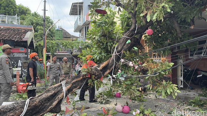 pohon tumbang surabaya