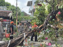 6 Insiden Pohon Tumbang yang Terjadi di Jatim Pekan Ini