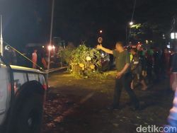 Marak Pohon Tumbang, Pakar ITS Beberkan Faktor Penyebab Selain Cuaca