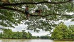 Potensi Wisata Situ Ciwaka di Kota Serang