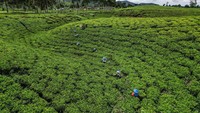 Pekerja memanen teh di perkebunan teh Cibuni di Desa Sukaresmi, Kecamatan Rancabali, Kabupaten Bandung, Jawa Barat.