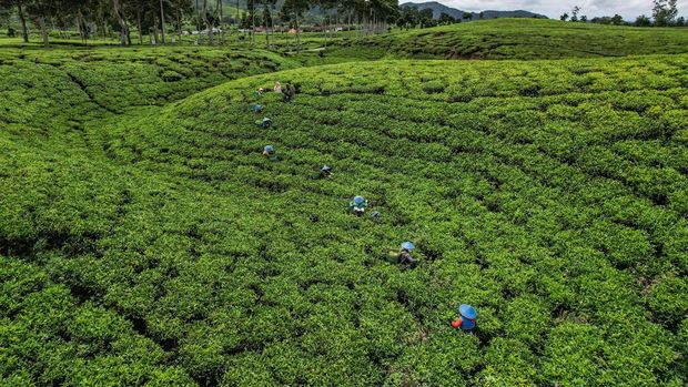 Potret Ibu-ibu Antre Timbang Hasil Panen Teh Foto udara pekerja memanen teh di perkebunan teh Cibuni di Desa Sukaresmi, Kecamatan Rancabali, Kabupaten Bandung, Jawa Barat, Jumat (29/11/2024). Kementerian Pertanian melalui Ditjen Perkebunan terus mendorong peningkatan investasi subsektor perkebunan demi menuju Indonesia Emas 2045 yang meliputi subsektor perkebunan seperti kelapa sawit, karet, kakao, kopi, dan teh, yang merupakan komoditas unggulan dengan menyumbang devisa besar bagi negara serta menyerap tenaga kerja dalam jumlah signifikan. ANTARA FOTO/Raisan Al Farisi/tom.