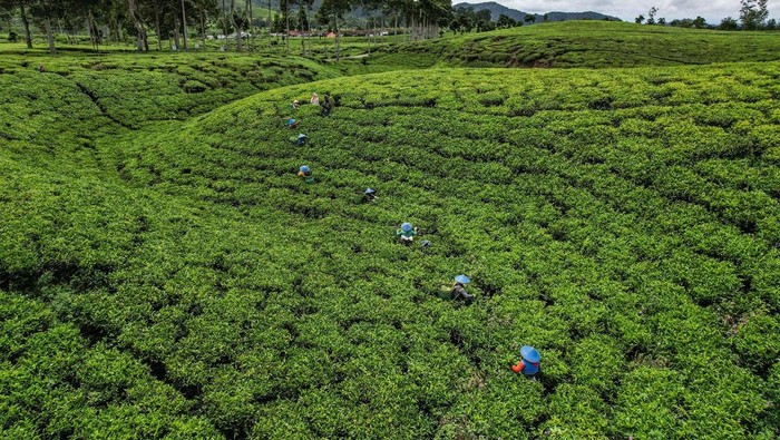 Potret Ibu-ibu Antre Timbang Hasil Panen Teh Foto udara pekerja memanen teh di perkebunan teh Cibuni di Desa Sukaresmi, Kecamatan Rancabali, Kabupaten Bandung, Jawa Barat, Jumat (29/11/2024). Kementerian Pertanian melalui Ditjen Perkebunan terus mendorong peningkatan investasi subsektor perkebunan demi menuju Indonesia Emas 2045 yang meliputi subsektor perkebunan seperti kelapa sawit, karet, kakao, kopi, dan teh, yang merupakan komoditas unggulan dengan menyumbang devisa besar bagi negara serta menyerap tenaga kerja dalam jumlah signifikan. ANTARA FOTO/Raisan Al Farisi/tom.