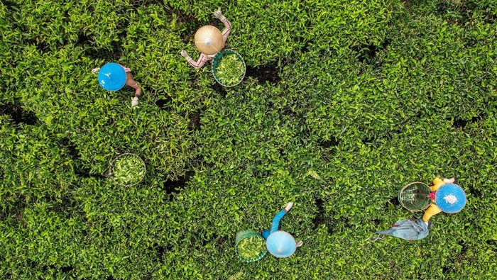 Foto udara pekerja memanen teh di perkebunan teh Cibuni di Desa Sukaresmi, Kecamatan Rancabali, Kabupaten Bandung, Jawa Barat, Jumat (29/11/2024). Kementerian Pertanian melalui Ditjen Perkebunan terus mendorong peningkatan investasi subsektor perkebunan demi menuju Indonesia Emas 2045 yang meliputi subsektor perkebunan seperti kelapa sawit, karet, kakao, kopi, dan teh, yang merupakan komoditas unggulan dengan menyumbang devisa besar bagi negara serta menyerap tenaga kerja dalam jumlah signifikan. ANTARA FOTO/Raisan Al Farisi/tom.