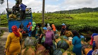 Pekerja mengantre untuk menimbang hasil panen di perkebunan teh Cibuni di Desa Sukaresmi, Kecamatan Rancabali, Kabupaten Bandung, Jawa Barat, Jumat (29/11/2024).