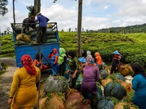Potret Ibu-ibu Antre Timbang Hasil Panen Teh
