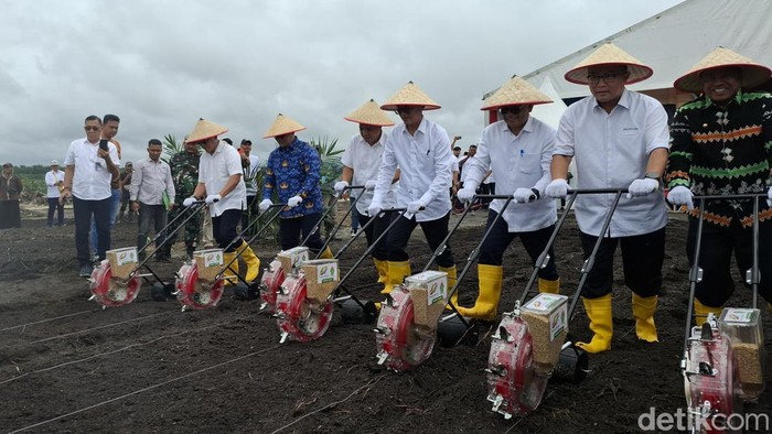 Proses penanaman padi gogo di lahan replanting sawit di Siak (Raja Adil Siregar/detikSumut)