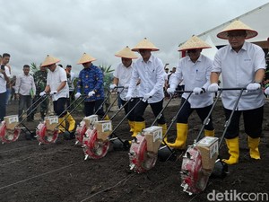 Pemprov Riau Dukung BUMN Program Kemandirian Pangan Lewat Tanam Padi Gogo di Siak