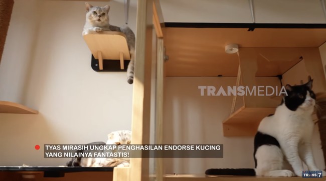 Untuk urusan kucing saja, Tyas bisa menghabiskan jutaan rupiah mulai dari grooming hingga kesehatan. (Foto: YouTube/Trans7 Official)
