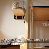 Untuk urusan kucing saja, Tyas bisa menghabiskan jutaan rupiah mulai dari grooming hingga kesehatan. (Foto: YouTube/Trans7 Official)