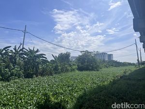 Waduh! Eceng Gondok Penuhi Sungai Perbatasan Gunung Anyar-Pondok Candra