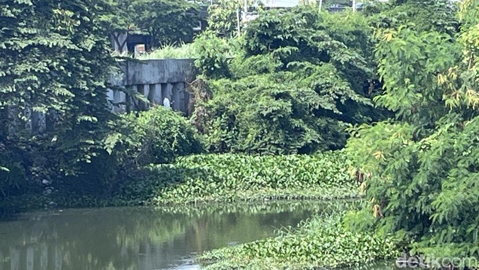 Tanaman Eceng Gondok Penuhi Sungai Perbatasan Gunung Anyar-Pondok Candra