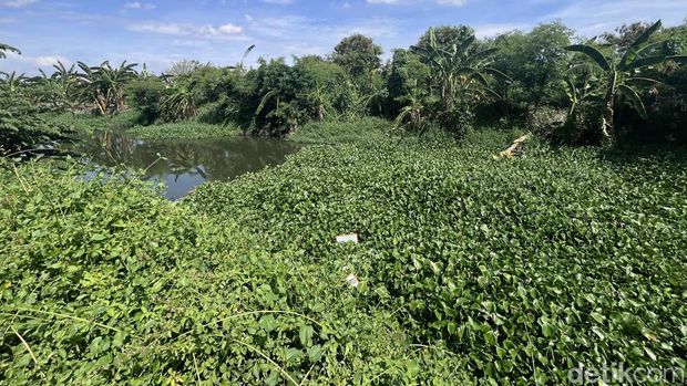 Tanaman Eceng Gondok Penuhi Sungai Perbatasan Gunung Anyar-Pondok Candra