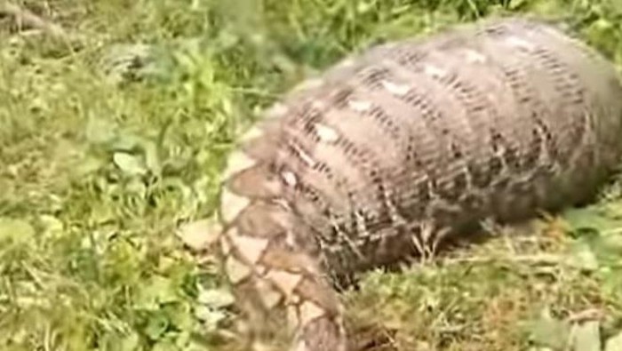 Tangkapan layar ular piton 8 meter di Mamuju mangsa sapi warga.
