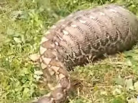 Tangkapan layar ular piton 8 meter di Mamuju mangsa sapi warga.