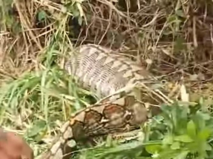 Tangkapan layar ular piton mangsa sapi warga di Mamuju.