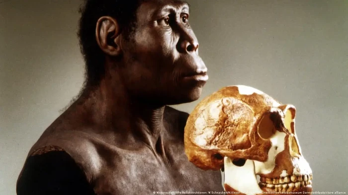 Tengkorak Anadoluvius turkae yang hampir lengkap dari Turki, telah mengalihkan fokus ke Eropa sebagai tempat kelahiran hominin yang potensial.
