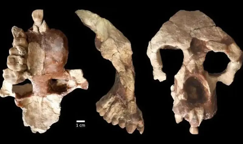 Tengkorak Anadoluvius turkae yang hampir lengkap dari Turki, telah mengalihkan fokus ke Eropa sebagai tempat kelahiran hominin yang potensial.