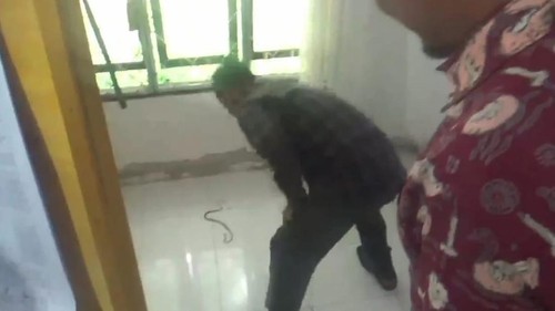 Kejadian tak terduga dialami Eka Putra Nasution, Ketua Panitia Pemilihan Kecamatan (PPK) Maro Sebo, Kabupaten Muaro Jambi. Saat rapat pleno rekapitulasi suara, ada anak ular kobra yang masuk ke dalam celananya.